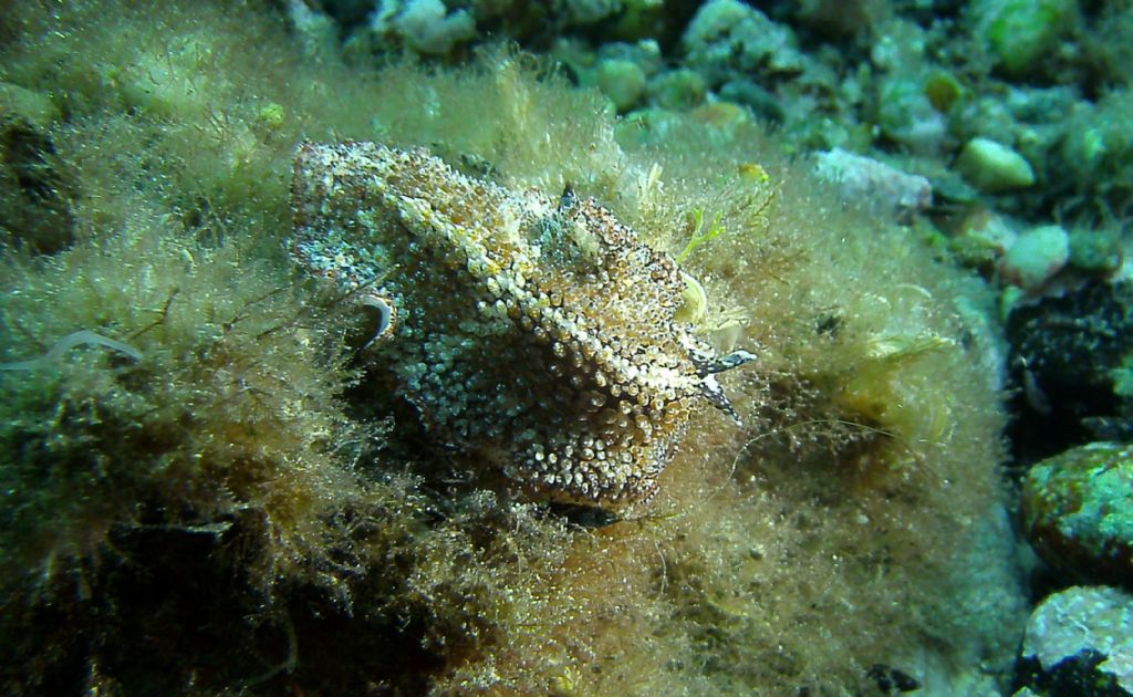 Tre molluschi dallo Stretto di Messina